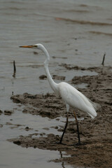 Ardea alba modesta
