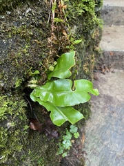 Asplenium scolopendrium