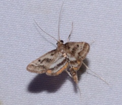 Parapoynx obscuralis