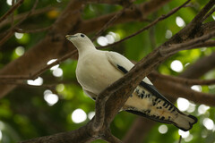 Ducula spilorrhoa