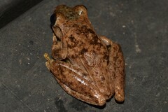 Litoria rothii