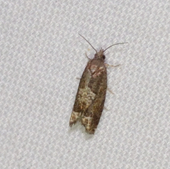 Eucosma