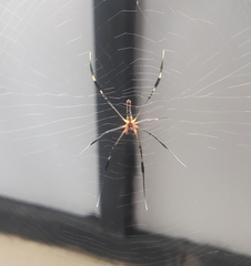 Nephila