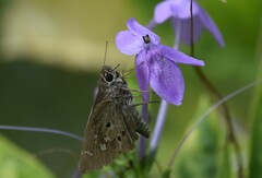 Pseuderanthemum graciliflorum