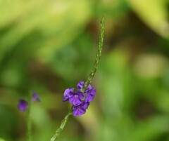 Stachytarpheta indica