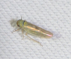 Macrosteles