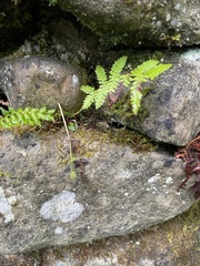 Dryopteris filix-mas