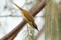 Gavicalis versicolor