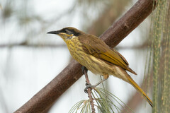 Gavicalis versicolor