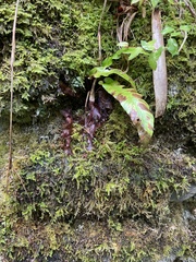 Asplenium scolopendrium