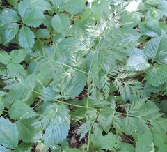 Anthriscus sylvestris