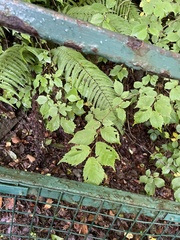 Ulmus glabra