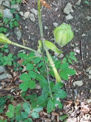 Lilium martagon