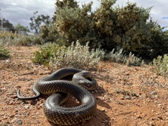 Pseudechis australis