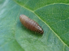 Psyche casta
