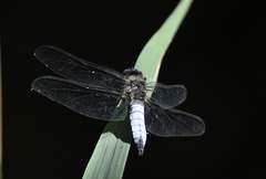 Libellula fulva