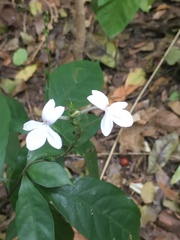 Pseuderanthemum subviscosum