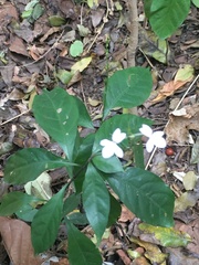 Pseuderanthemum subviscosum