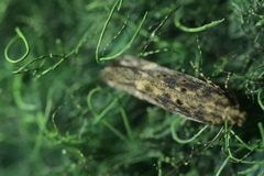 Scrobipalpa