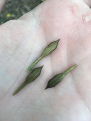 Pseuderanthemum subviscosum