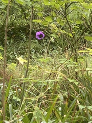 Malva arborea