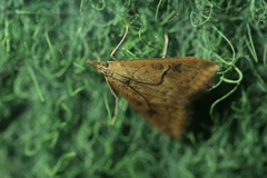 Udea ferrugalis