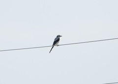 Lanius excubitor
