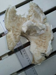 Amanita strobiliformis