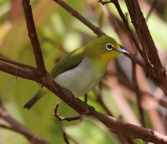 Zosterops japonicus montanus