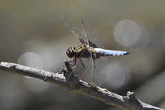 Libellula depressa