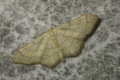 Idaea straminata