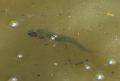 Salamandra salamandra