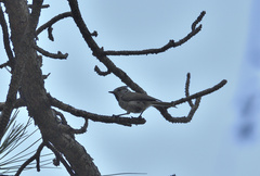 Lophophanes cristatus