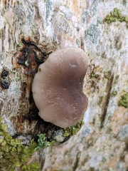 Basidiomycota