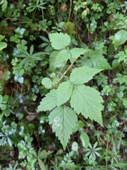 Rubus saxatilis