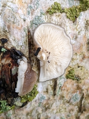 Basidiomycota