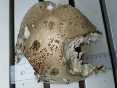 Amanita strobiliformis