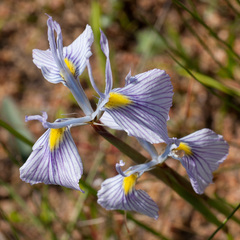 Moraea ogamana