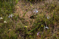 Moraea ogamana