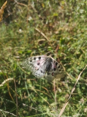 Parnassius apollo