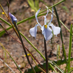 Moraea ogamana