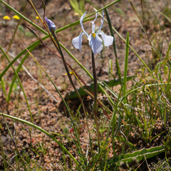 Moraea ogamana