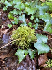 Eurhynchium