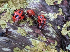 Endomychus coccineus