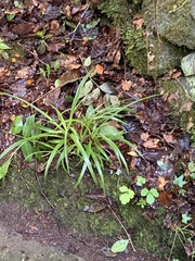 Carex sylvatica