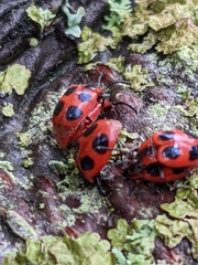 Endomychus coccineus