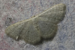 Idaea subsericeata