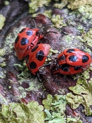 Endomychus coccineus