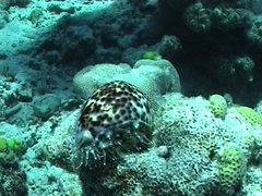 Cypraea tigris