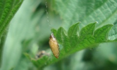 Meteorus pulchricornis